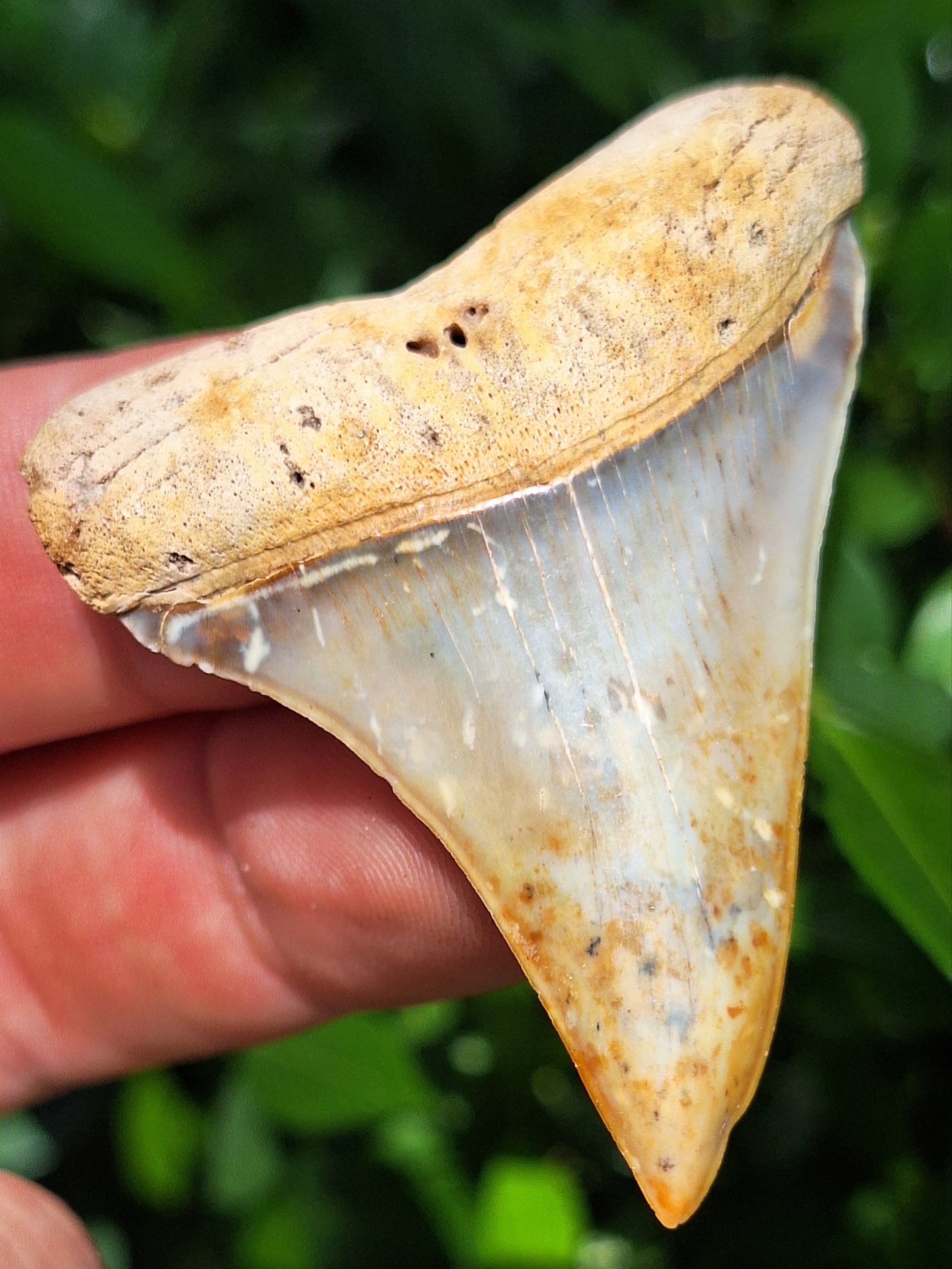 Peruvian fossils – The Fossil Market